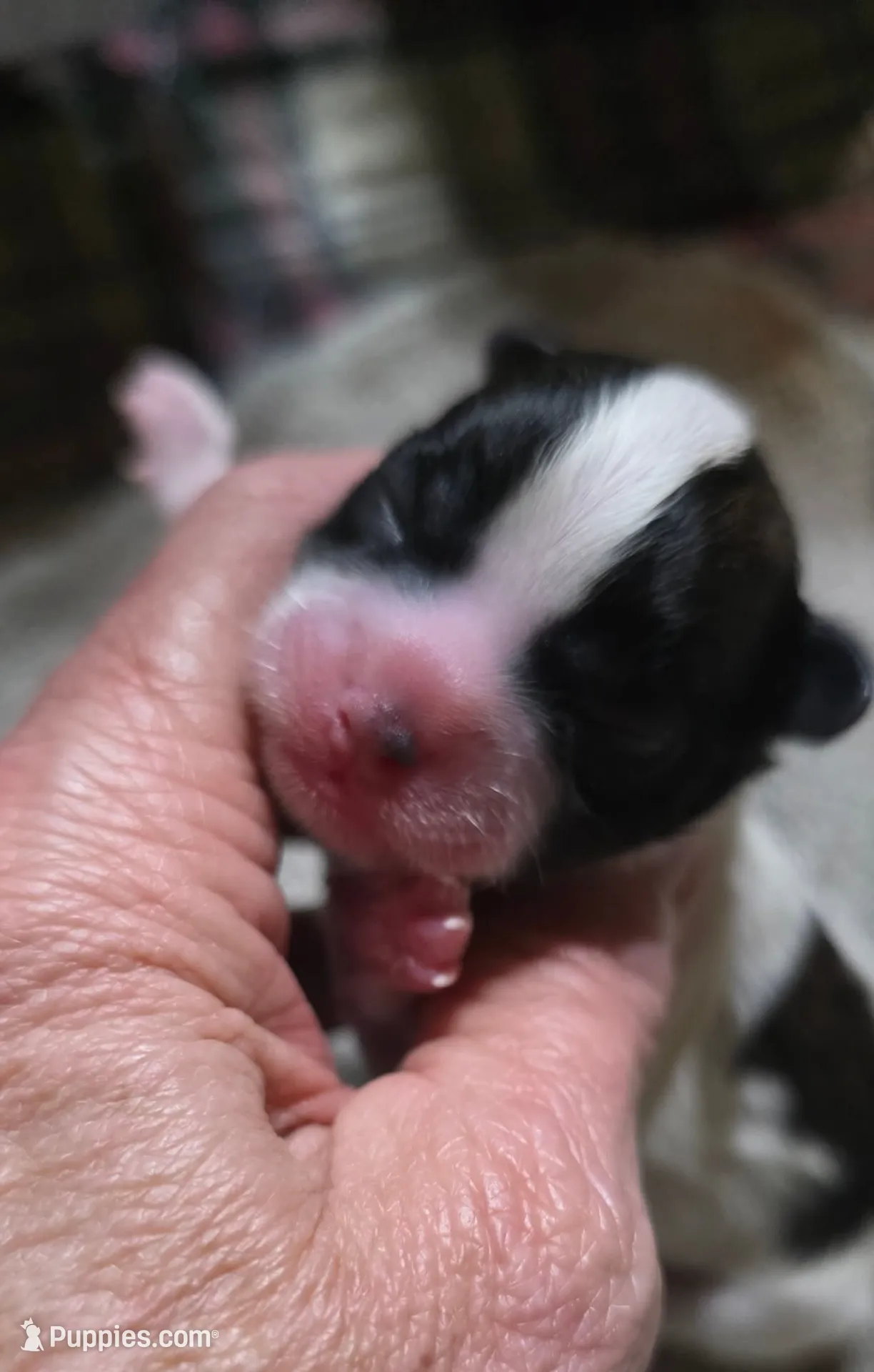 Shichon Teddy Bear-Axel, a male Shichon for sale in Chesapeake, VA – Photo 2 of 6