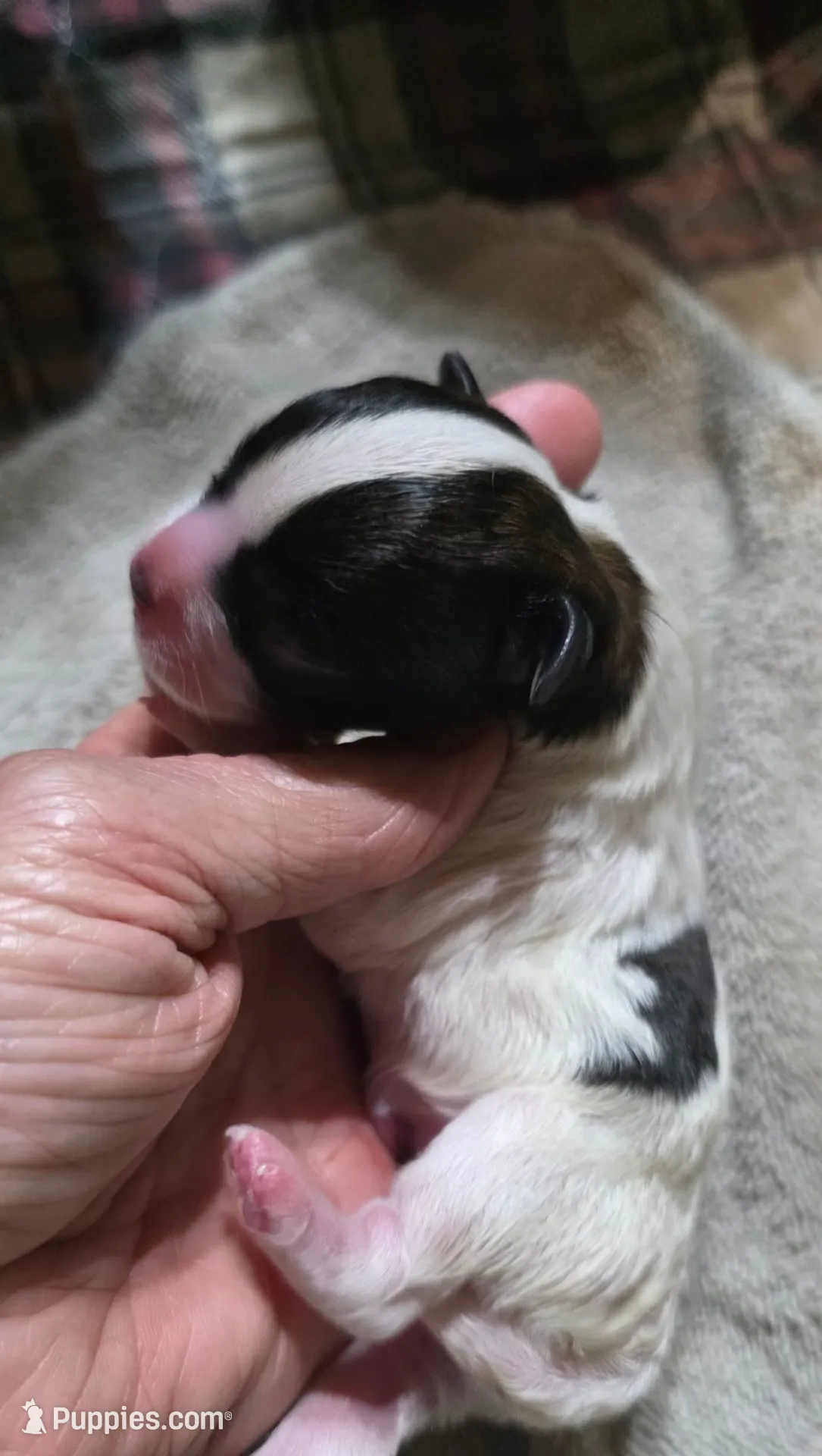 Shichon Teddy Bear-Axel