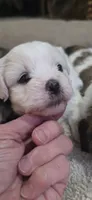 Shichon purple girl, a female Shichon for sale in Chesapeake, VA – 2 of 8