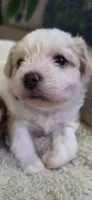 Shichon blue boy, a male Shichon for sale in Chesapeake, VA – 2 of 10