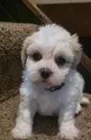 Blue Ben, a male Shichon for sale in Chesapeake, VA – 3 of 8