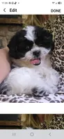 Tabby- Teddy Bear , a female Shichon for sale in Chesapeake, VA – 2 of 9