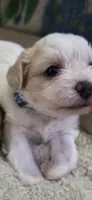 Shichon blue boy, a male Shichon for sale in Chesapeake, VA – 3 of 10