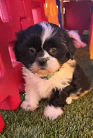 Girl Teal, a female Shichon for sale in Chesapeake, VA – 7 of 10