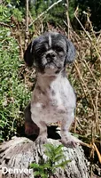 Shichon - Boy, a male Shichon for sale in Chesapeake, VA – 10 of 10