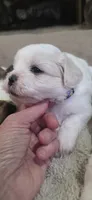 Shichon purple girl, a female Shichon for sale in Chesapeake, VA – 6 of 8