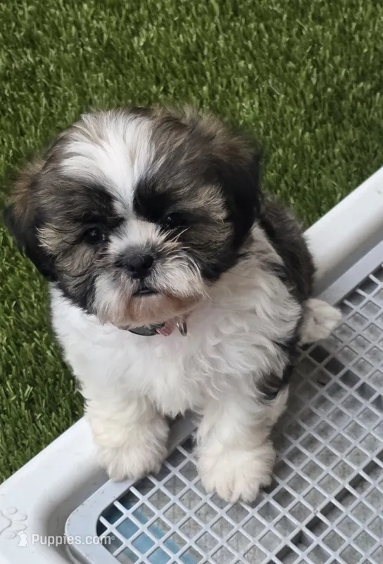 Pink Girl – Shichon puppy for sale in Chesapeake, VA