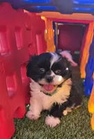 Girl Teal, a female Shichon for sale in Chesapeake, VA – 4 of 10