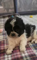 Red  Girl, a male Shichon for sale in Chesapeake, VA – 2 of 10