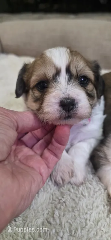 Shichon pink girl – Shichon puppy for sale in Chesapeake, VA