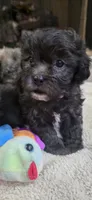 Teddy Bear- Boy, a male Shichon for sale in Chesapeake, VA – 2 of 7