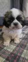 Boy Blue, a male Shichon for sale in Chesapeake, VA – 9 of 10