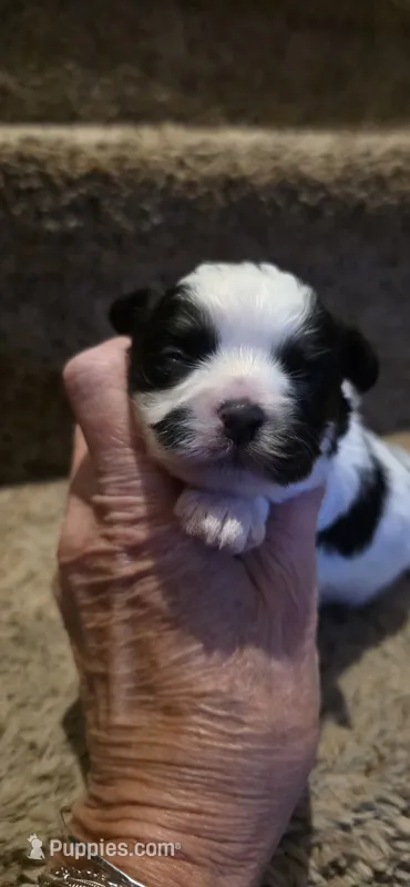 Joey- Teddy Bear, a male Shichon for sale in Chesapeake, VA – 1 of 10