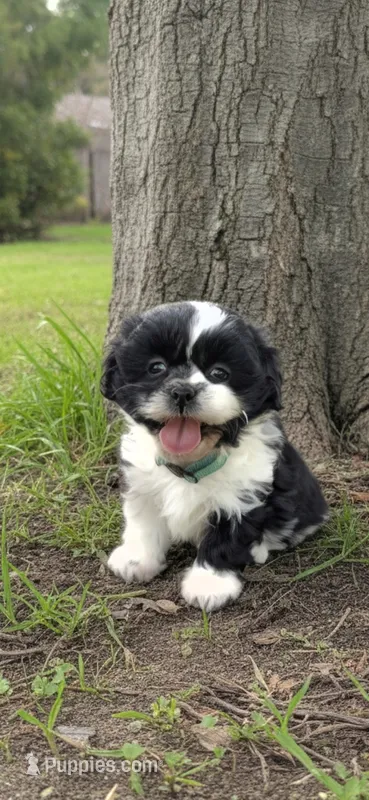 Girl Teal – Shichon puppy for sale in Chesapeake, VA