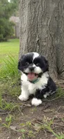 Opal Teal, a female Shichon for sale in Chesapeake, VA – 1 of 9