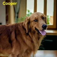 AKC Golden  Veda, a female Golden Retriever for sale in Chesapeake, VA – Photo 6 of 10