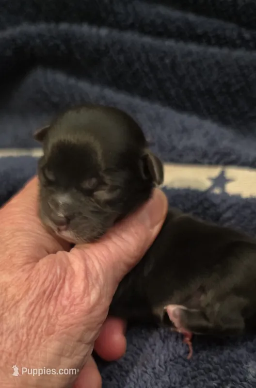 Shichon - Boy – Shichon puppy for sale in Chesapeake, VA