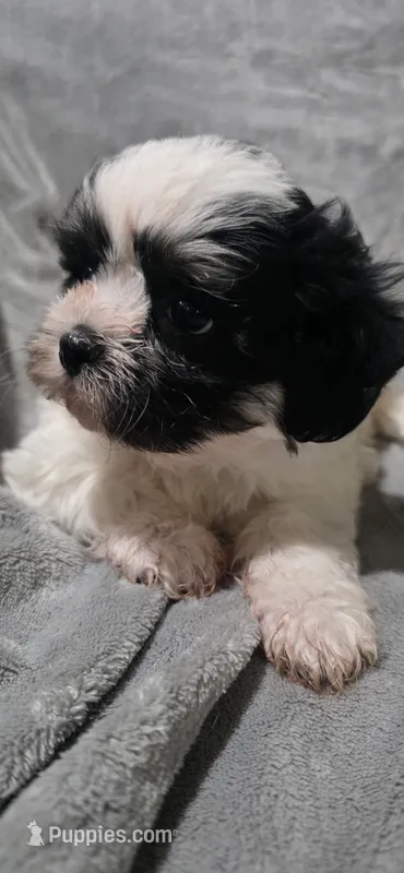 Joey- Teddy Bear – Shichon puppy on hold in Chesapeake, VA