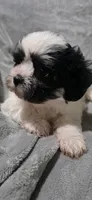 Joey- Teddy Bear, a male Shichon for sale in Chesapeake, VA – 1 of 10