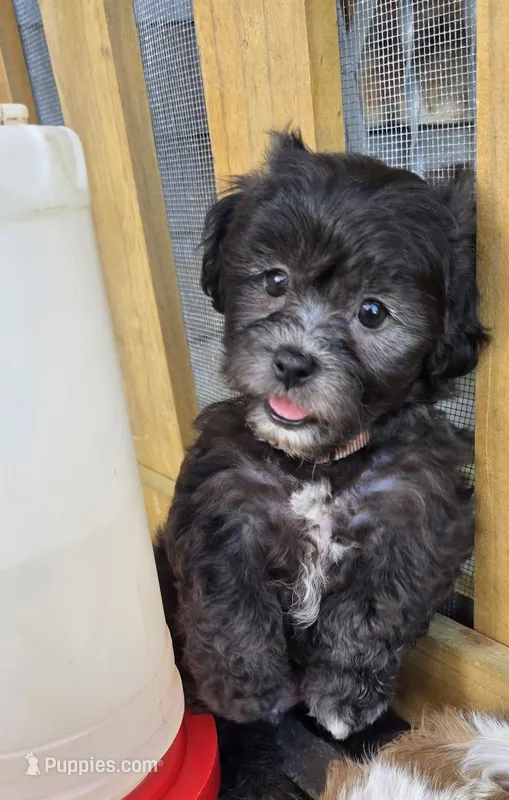 Teddy Bear- Boy – Shichon puppy for sale in Chesapeake, VA
