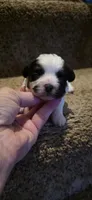 Joey- Teddy Bear, a male Shichon for sale in Chesapeake, VA – 2 of 10