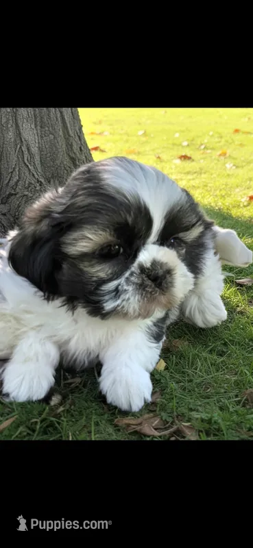 Pink Girl – Shichon puppy for sale in Chesapeake, VA