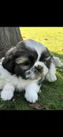 Pink Penny, a female Shichon for sale in Chesapeake, VA – 2 of 10