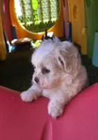 Penelope Purple, a female Shichon for sale in Chesapeake, VA – 8 of 10