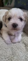 Shichon blue boy, a male Shichon for sale in Chesapeake, VA – 10 of 10