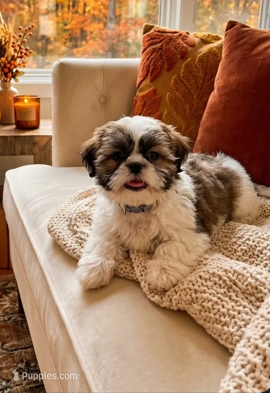 Pink Penny – Shichon puppy for sale in Chesapeake, VA