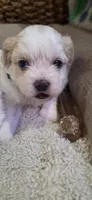 Shichon blue boy, a male Shichon for sale in Chesapeake, VA – 7 of 10