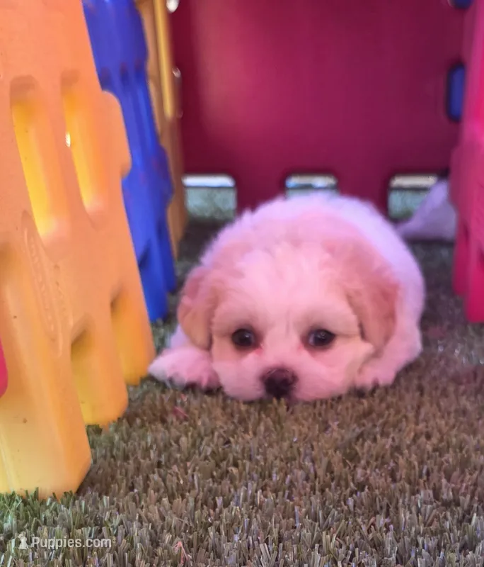 Shichon blue boy – Shichon puppy for sale in Chesapeake, VA