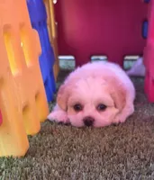 Blue Ben, a male Shichon for sale in Chesapeake, VA – 5 of 8