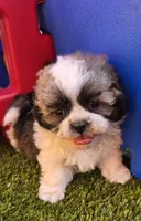 Boy Blue, a male Shichon for sale in Chesapeake, VA – 2 of 10