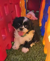 Girl Teal, a female Shichon for sale in Chesapeake, VA – 3 of 10
