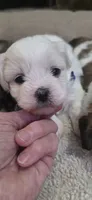 Shichon purple girl, a female Shichon for sale in Chesapeake, VA – 1 of 8