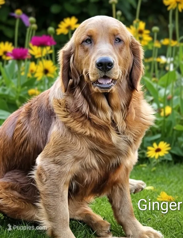AKC Golden DUE – Golden Retriever puppy for sale in Chesapeake, VA