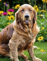 AKC Golden DUE, a  Golden Retriever for sale in Chesapeake, VA – 2 of 5
