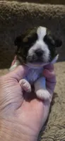 Jenna- Teddy Bear , a female Shichon for sale in Chesapeake, VA – 2 of 10