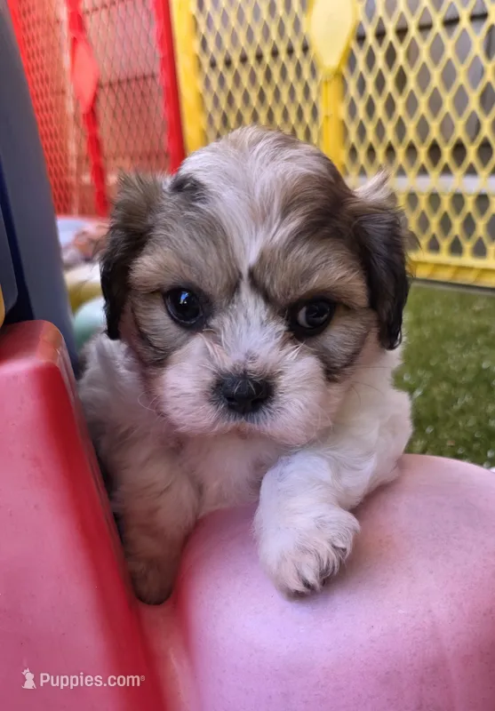 Shichon lime boy – Shichon puppy for sale in Chesapeake, VA