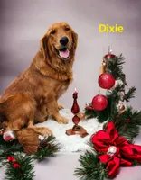 AKC Golden BOY, a male Golden Retriever for sale in Chesapeake, VA – Photo 3 of 7