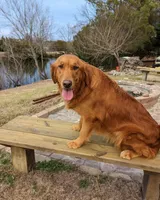 AKC Golden BOY, a male Golden Retriever for sale in Chesapeake, VA – Photo 2 of 7