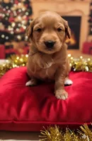 AKC Golden BOY, a male Golden Retriever for sale in Chesapeake, VA – Photo 7 of 7