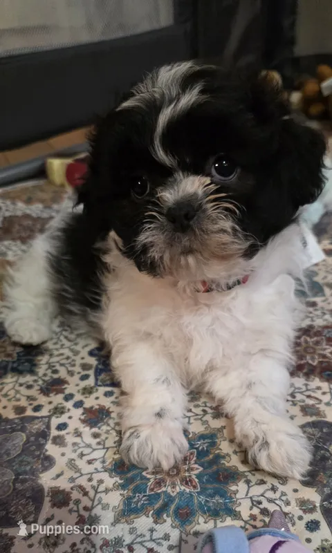 Red  Girl – Shichon puppy for sale in Chesapeake, VA