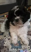 Red  Girl, a male Shichon for sale in Chesapeake, VA – 1 of 10