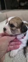 Shichon pink girl, a female Shichon for sale in Chesapeake, VA – 5 of 9