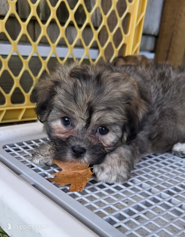 Shichon Girl – Shichon puppy on hold in Chesapeake, VA