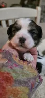 SPOT- TEDDY Bear, a male Shichon for sale in Chesapeake, VA – Photo 5 of 10