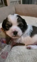 SPOT- TEDDY Bear, a male Shichon for sale in Chesapeake, VA – Photo 2 of 10