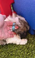 Boy Blue, a male Shichon for sale in Chesapeake, VA – 6 of 10